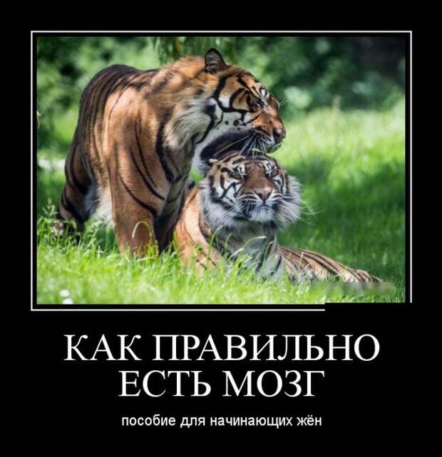 Подборка демотиваторов  демотиватор, юмор