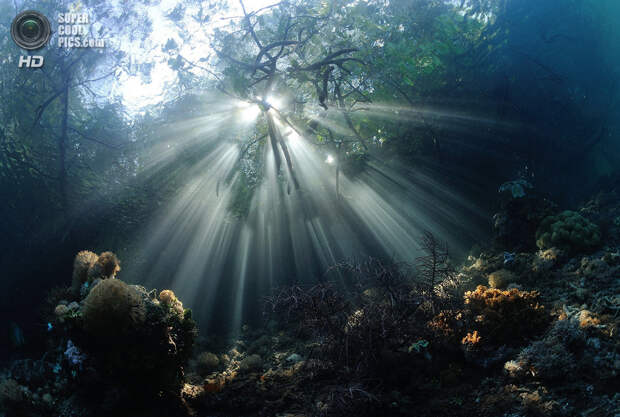 Категория: Wide-angle/Natural Light. 1 место. (Nadya Kulagina/UnderwaterPhotography.com)
