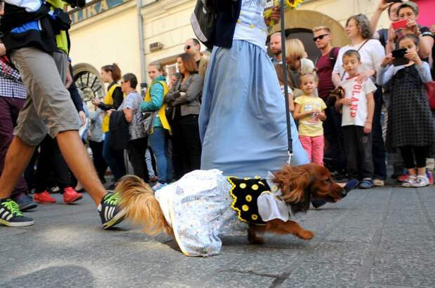 Dachshund Parade 2015 в Кракове животные, краков, парад такс 2015