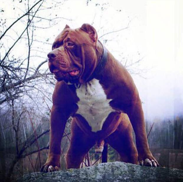 Самый крупный питбуль в мире Самый крупный питбуль в мире питбуль, халк