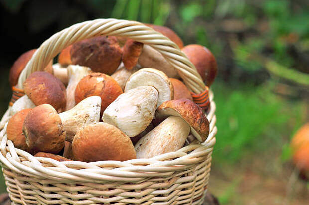 Грибы - «вкусный пенопласт» или суперфуд? Разрушаем главный миф о неперевариваемости