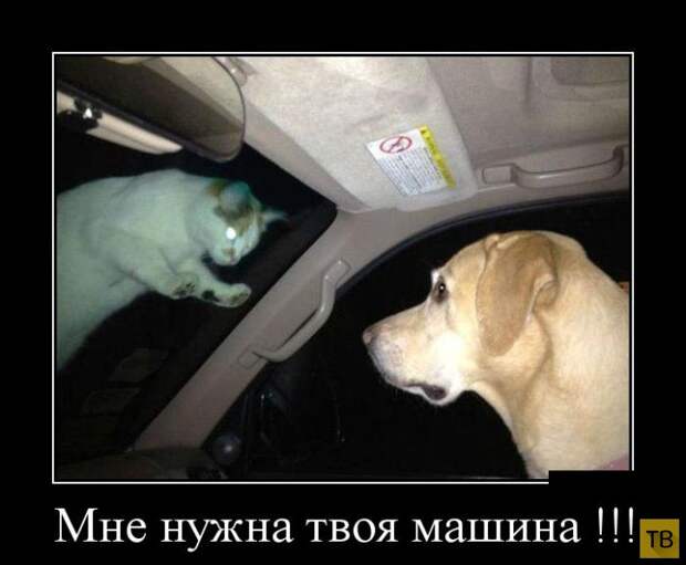 Подборка демотиваторов 13. 11. 2014 (30 фото)