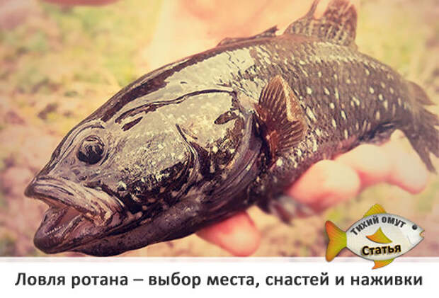 Рыба ротан: польза и вред, полезные свойства для здоровья