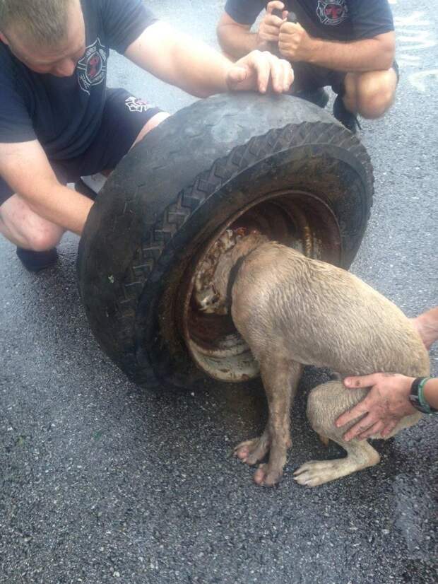 Как вызволяли пса, который застрял головой в колесе колесо, собака, спасение