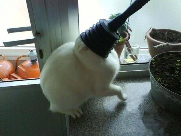 Смешные коты, которые вляпались в нелепые ситуации