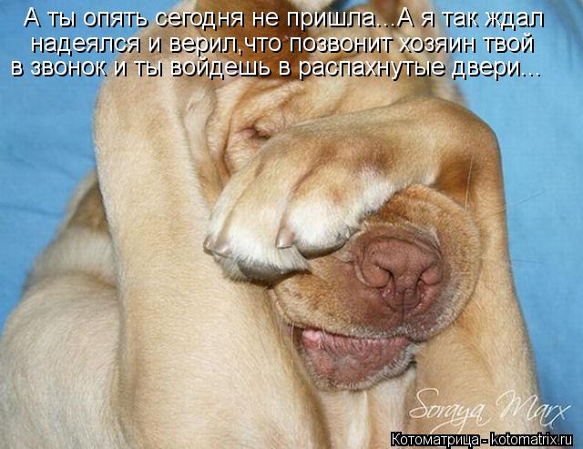 Форум о лабрадорах * Просмотр темы - Забавные фото лабрадоров.