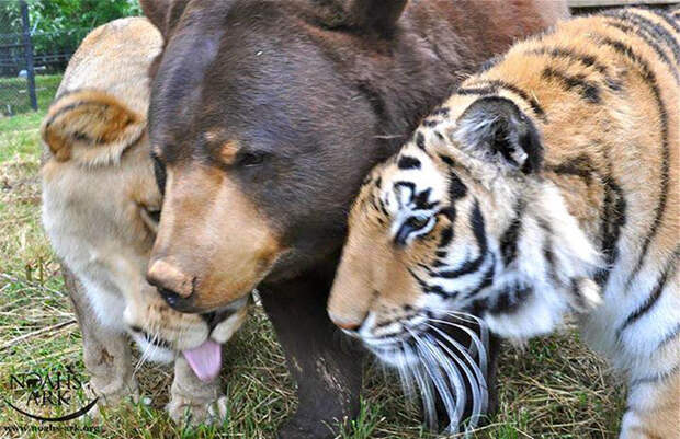 lion-tiger-bear-unusual-friendship-animal-shelter-georgia-4