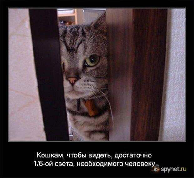 Вся правда о котах (56 фактов)