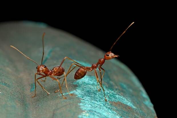 Проверенная защита от муравьев и тли – пищевая сода.jpg