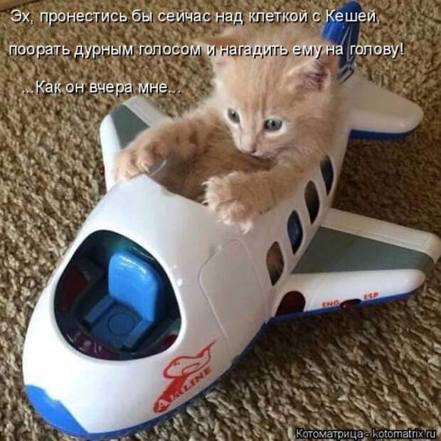 Котоматрица на Бугаге (34 фото)