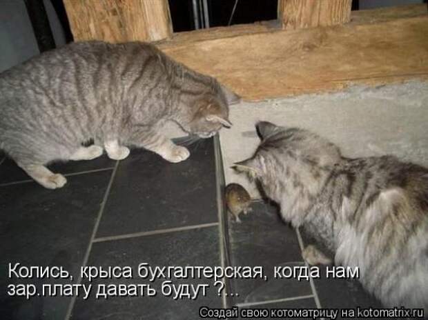 Котоматрица