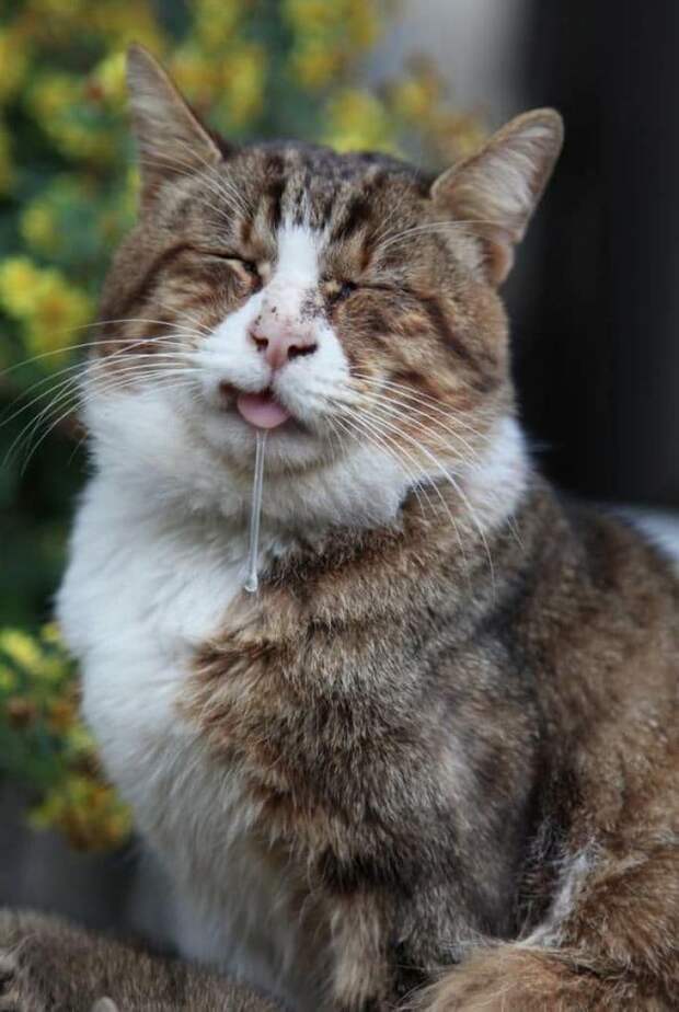 Без кота и жизнь не та