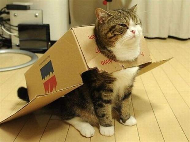 Хозяин, выпусти! коты, фото