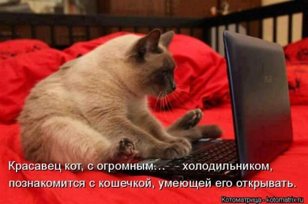 Замечательная котоматрица (27 фото)