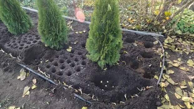 Как посадить тюльпаны по голландской технологии