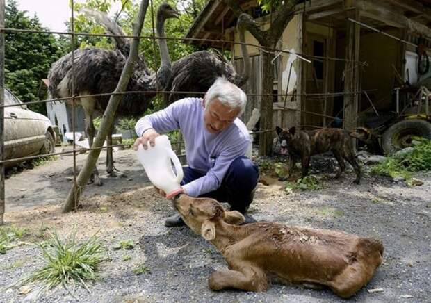 Японец остался жить в опасной зоне, чтобы кормить брошенных животных добро, люди, поступок