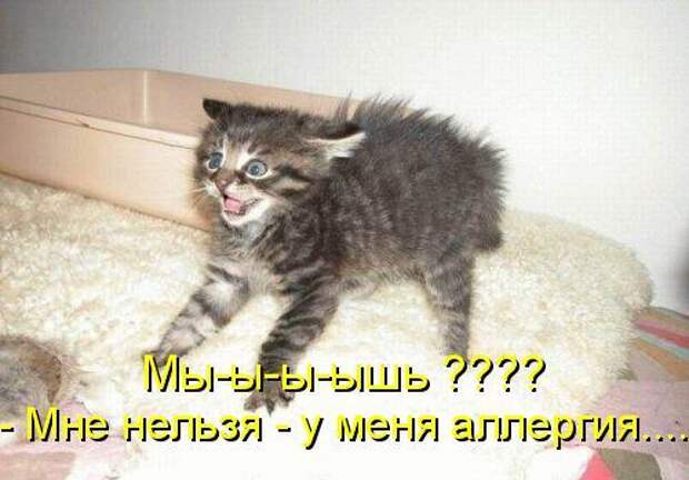 Котоматрица 12