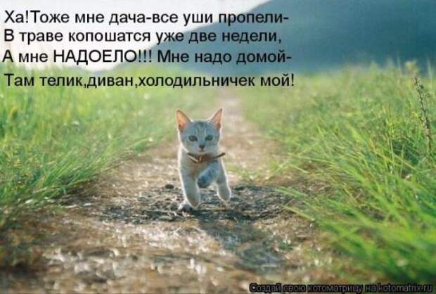 Котоматрицы(картинки с надписями)