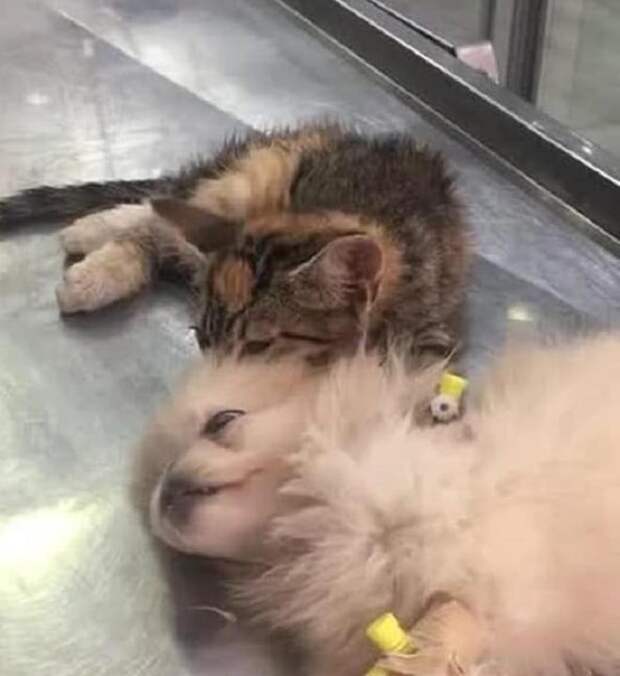 Котенок и собака в больнице Котенок лижет собачку