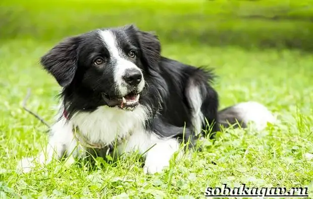 Бордер колли собака. Описание, особенности, уход и цена бордер колли