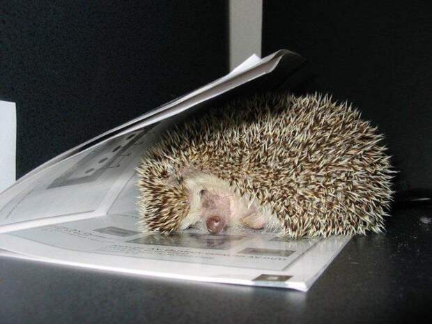 http://ecology.md/articles/ejiki/ejiki_02.jpg