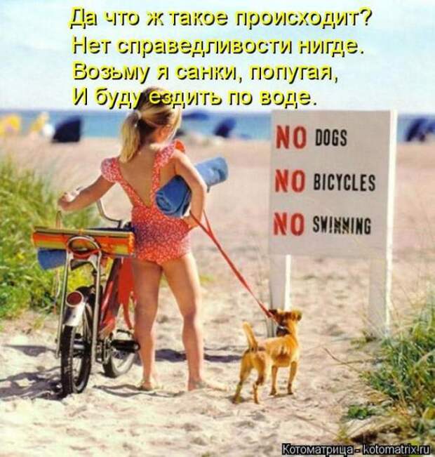 Котоматрицы(картинки с надписями)