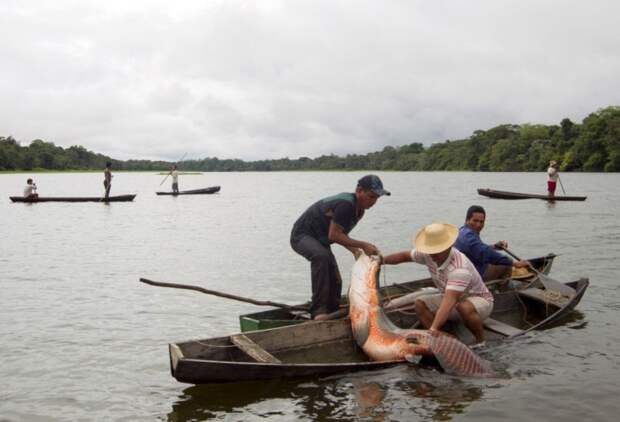 Kak rybachat i ohotjatsja indejcy Amazonii 2