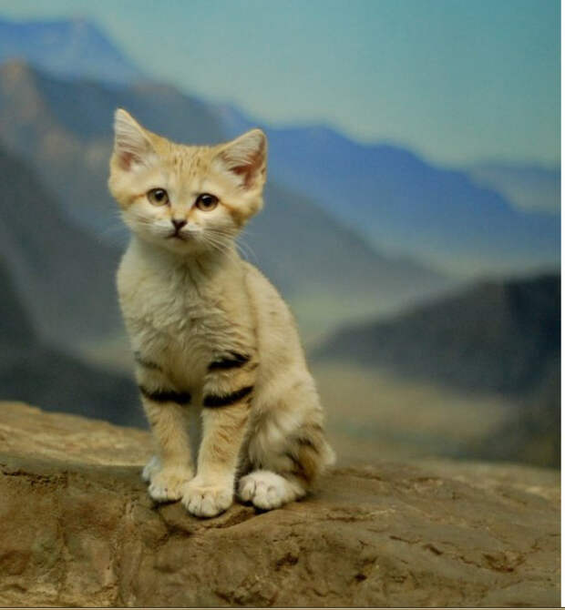 Барханный кот - кот, который всегда остается похожим на котенка Барханный кот - кот, который всегда остается похожим на котенка животные, коты