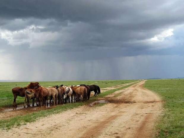 Лучшие фотографии природы и животных от фотографов анималистов.