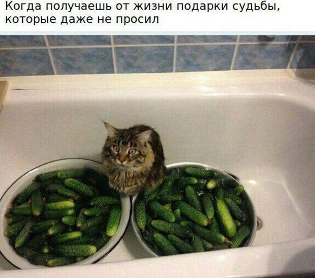 30 самых классных приколов дня. Рекомендую!