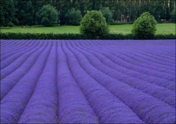 Лавандовые поля под голубым небом Франции. Лавандовые поля под голубым небом Франции.