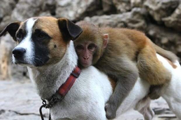 InterspeciesFriends11 InterspeciesFriends11 Самые трогательные примеры дружбы среди животных