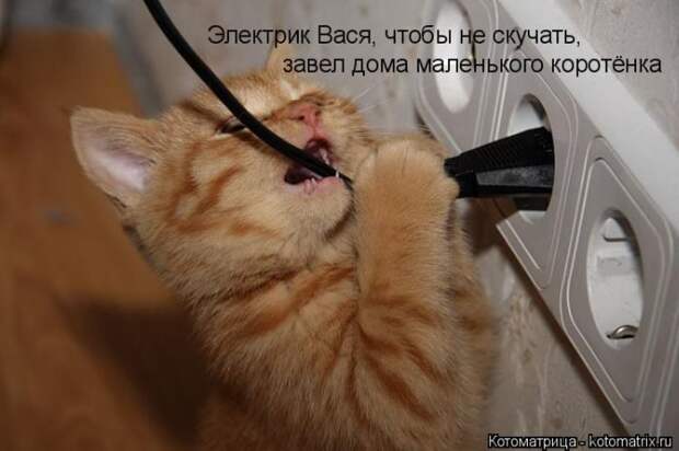 Лучшие котоматрицы недели