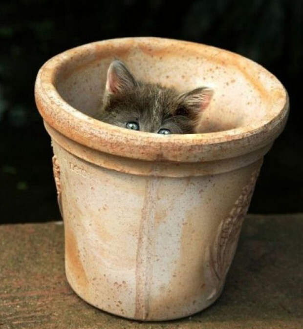 смешные животные
