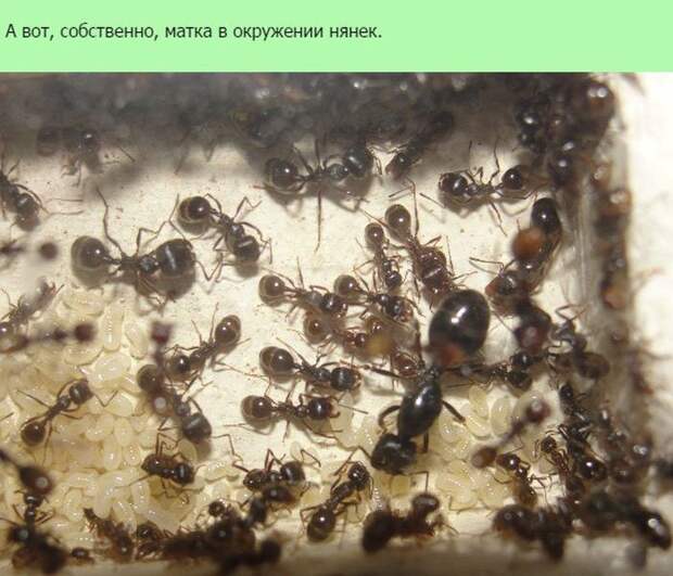 Муравьи как домашние питомцы домашние питомцы, муравьи