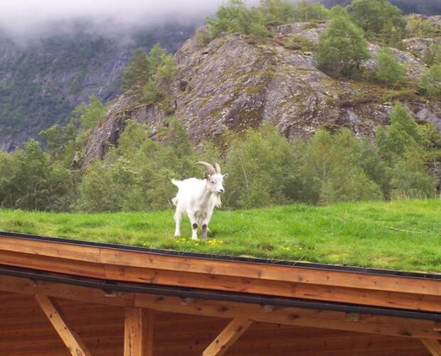Коза на крыше … зелёные крыши, экологичный дом
