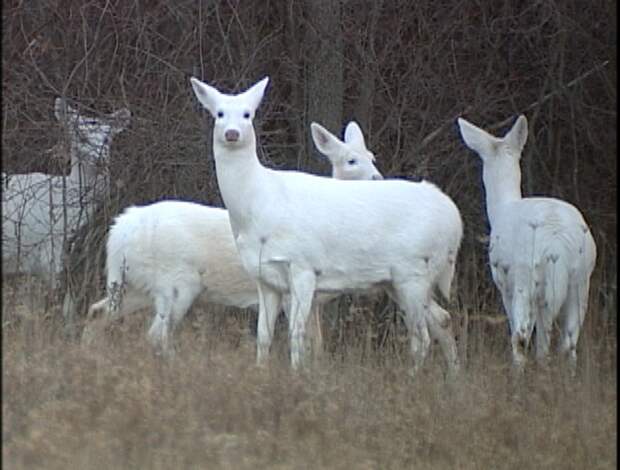 white Deer