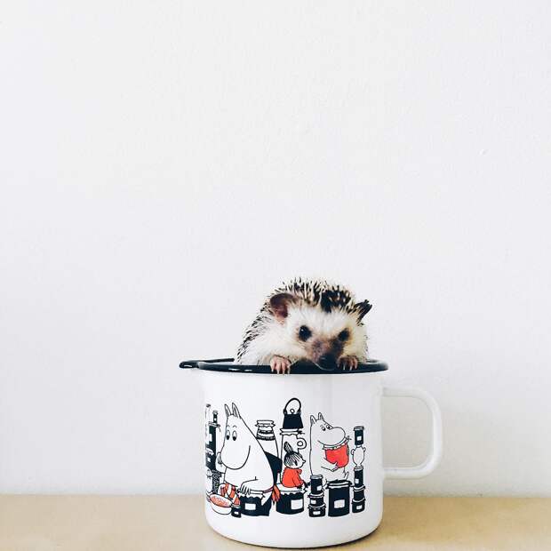 ordinary-hedgehogs-photography-hedgehographer-5