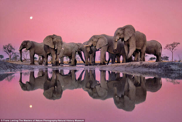 Приятный розовый: африканские слоны в сумерках. животные, история, музей, прикол, природа, фотографии