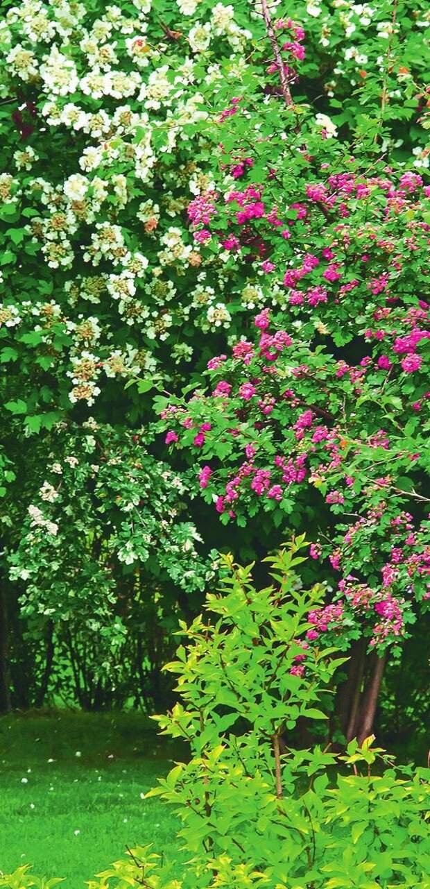 Боярышник с розовыми цветками помогает приятно разнообразить пейзаж.