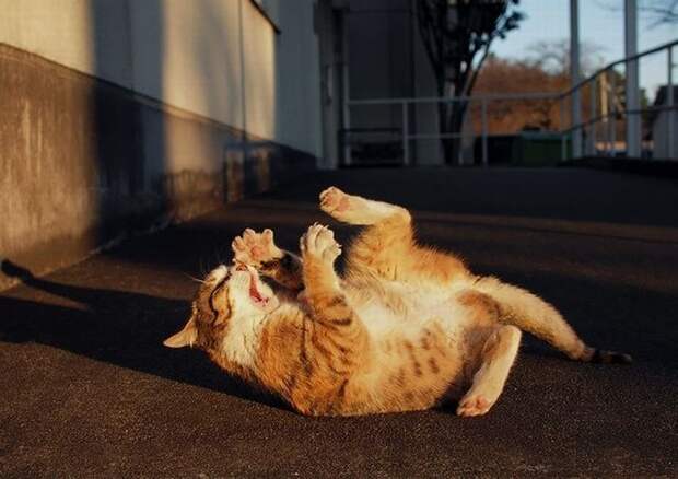 Забавные Животные