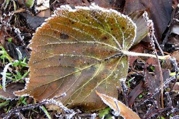 В Тамбовской области ожидаются заморозки до -2 градусов