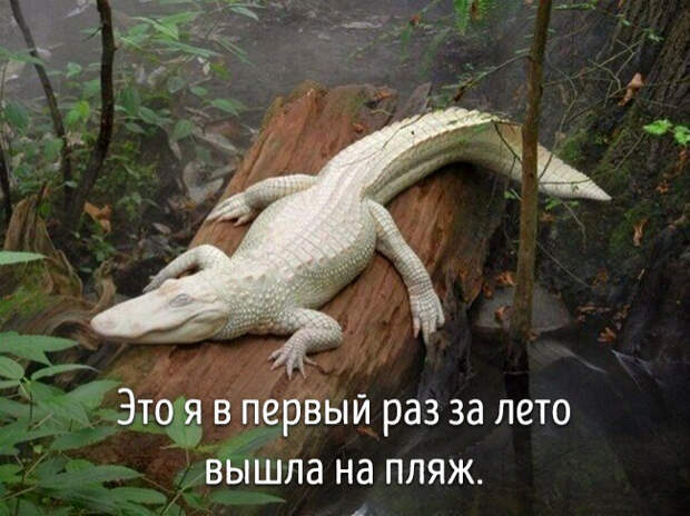 животные ведут себя как люди 