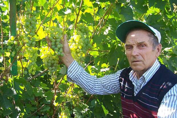 Александр Боровиков гордится своим урожаем! Фото: Ирина Бокова