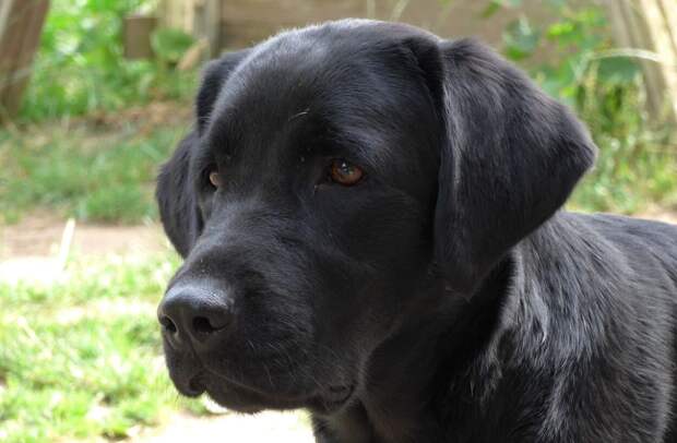 В музеи Москвы будут пускать с домашними животными