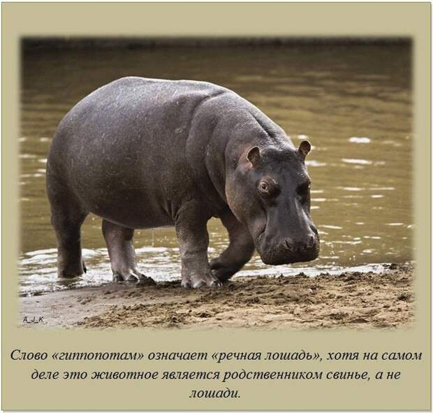 Интересные факты (14 картинок)