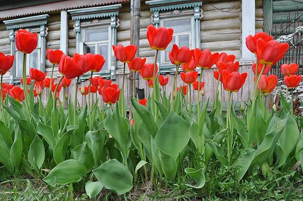 Тюльпаны и мой дом. (04 05 10 05)