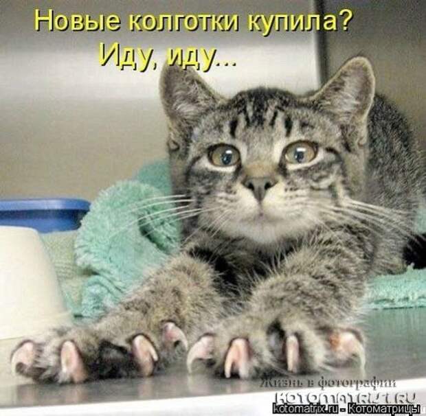 Котоматрицы