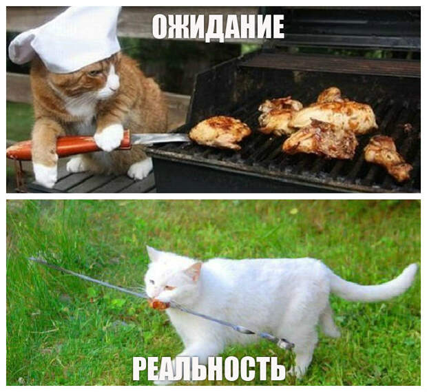 Взял кота с собой в помощники. ожидание и реальность, шашлыки, юмор