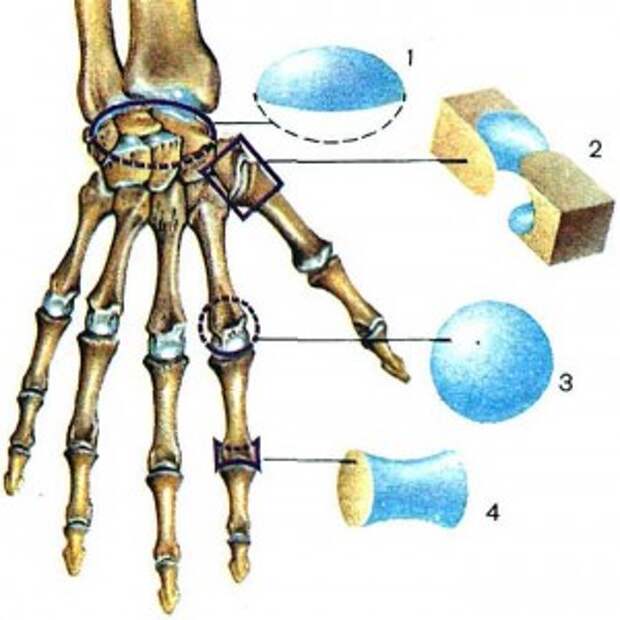 Сустав кисти, скелет